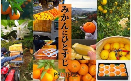 【でこぽんと同品種】 不知火 家庭用 約 2.5kg ＜2027年3月中旬頃～4月頭頃発送＞  デコポン【PT029_x】