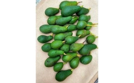 【2026年11月中旬頃から順次発送】アボカド 国産 1kg サイズ混合 国産 ベーコン フェルテ ピンカートン 愛媛県 松山市【TF001_x】