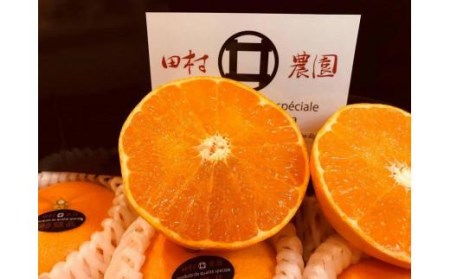 【2026年12月上旬から発送】特級品 愛果28号 (紅まどんな と同品種) 4.5kg  | 紅まどんな と同様 みかん 愛媛県 松山市【TMN0101】