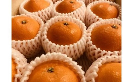 【2026年12月上旬頃から順次発送】特級品 愛果28号 (紅まどんな と同品種) 3kg | 紅まどんな と同様 みかん 愛媛県 松山市【TMN0111】