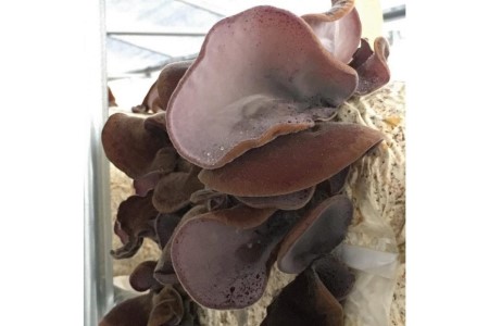 おばあちゃんの生きくらげの佃煮 70g/くろべの太陽/富山県 黒部市 つくだに 加工食品 