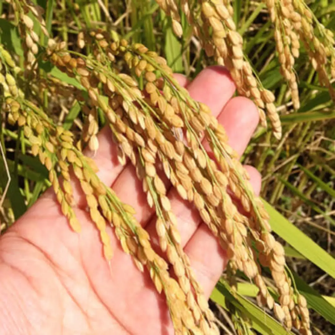 令和7年産米 特別栽培米 下田産コシヒカリ「白雪美人」 精米 5kg 新潟県 こしひかり 三条産 新潟県産【011S096】