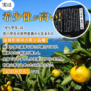 【2026年秋・先行予約】秀品 由良早生みかん 約3kg サイズおまかせ ※2026年10月上旬～10月下旬頃に順次発送【sml107C】
