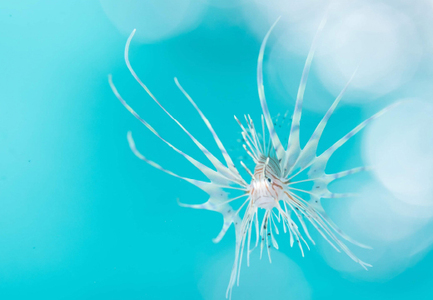 大月町共通ダイビングチケットA