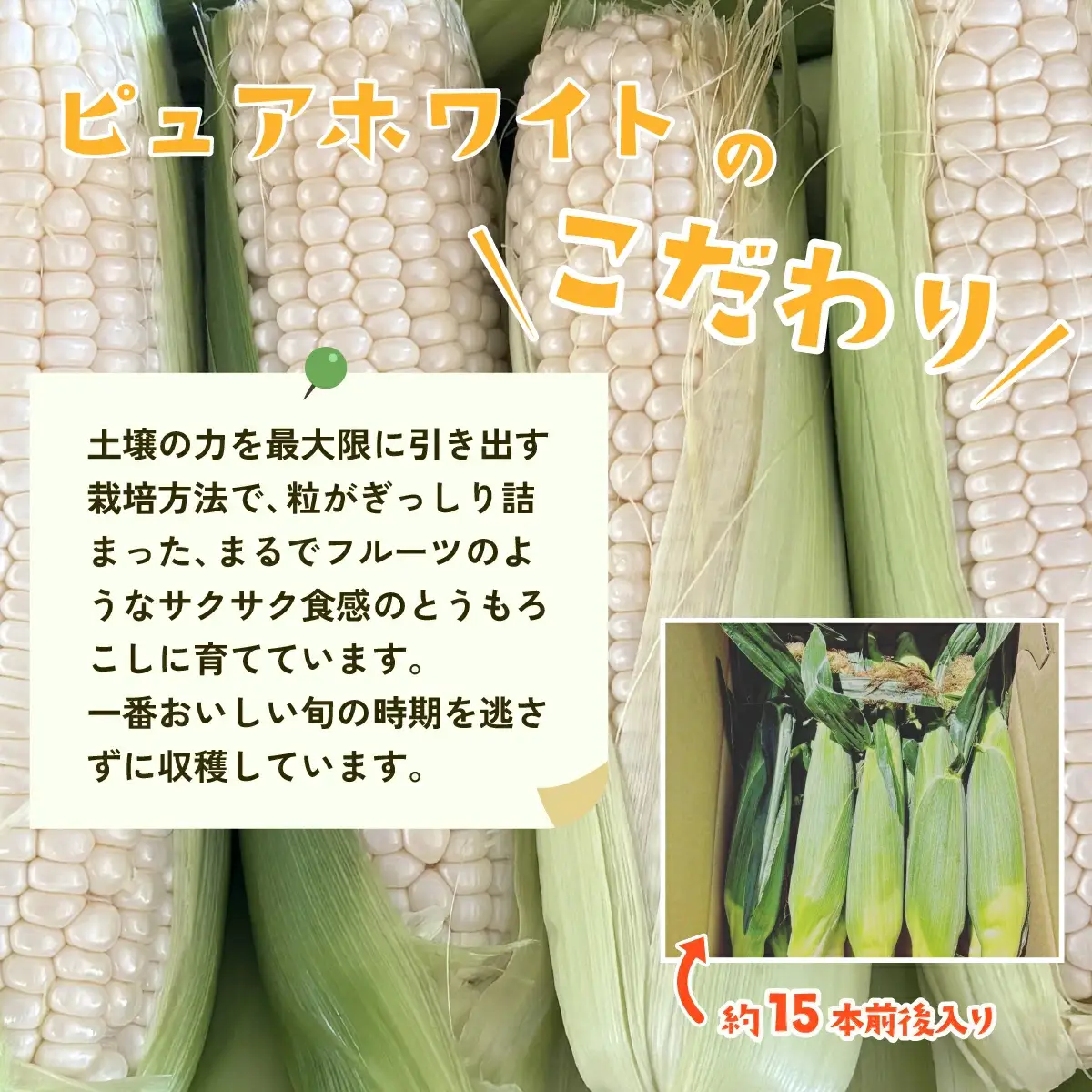 とうもろこし ピュアホワイト 6kg 先行予約 トウモロコシ