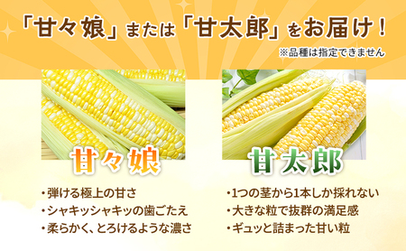 とうもろこし 先行予約 甘々娘 または 甘太郎 約4～6本 春のテルもろこし 個包装 レンジ調理 レンチン 野菜 夏 旬 冷蔵 冷蔵配送 静岡 静岡県 浜松市 6月下旬頃より順次発送 配送不可：離島