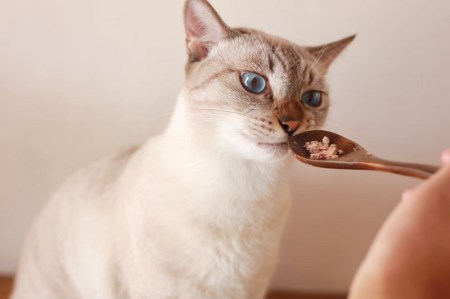 a18-058　ねこのかつおくん15パックセット