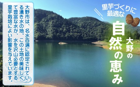 【先行予約】越前大野里芋 5kg ねっとりうまい煮崩れしない！【11月より順次発送】