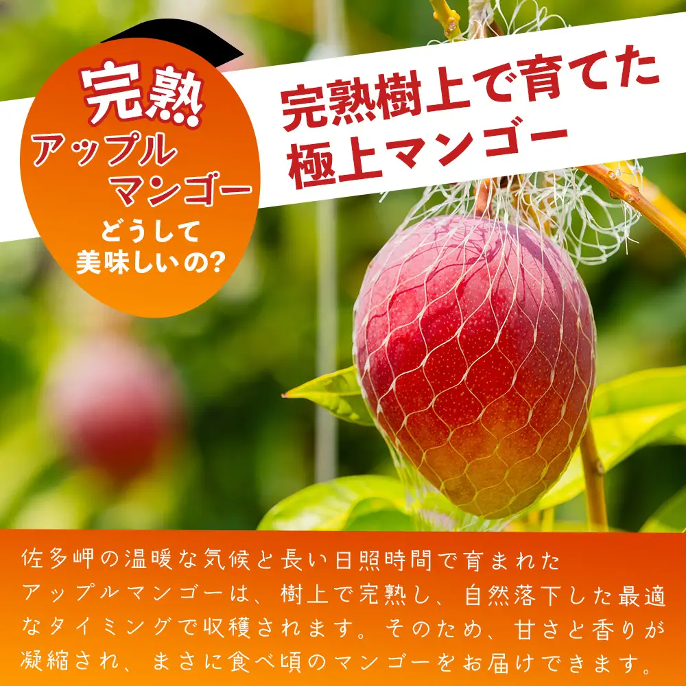 太陽をたっぷり浴び濃厚な甘さ！南国の香りが漂う【本土最南端南大隅町産マンゴー】 【先行予約】☆本土最南端☆佐多の果樹園で育てた 完熟アップルマンゴー 1kg (2～3玉) 【2026年7月上旬以降順次発送】 ST-407 ｜鹿児島県 南大隅町 産地直送 旬 マンゴー フルーツ 果物 くだもの アップル マンゴー 詰め合わせ セット 数量限定 第一佐多果樹園