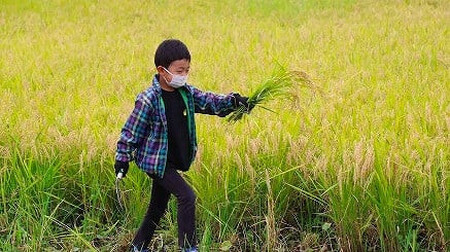 十色の米づくり体験（お米付き）全4回　【11100-0321】