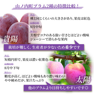 【2026年発送】志賀高原の麓で育った プラム 貴陽大玉10玉約1.5kg プラム すもも フルーツ 果物 長野