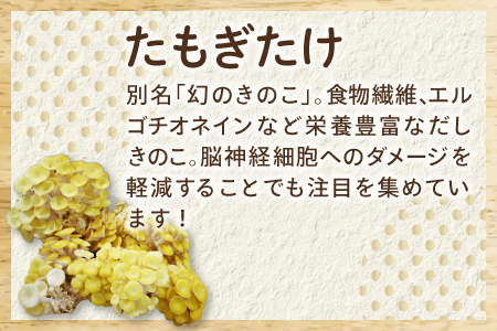 オーガニックきのこバラエティ小セット約800g（5種9パック入）