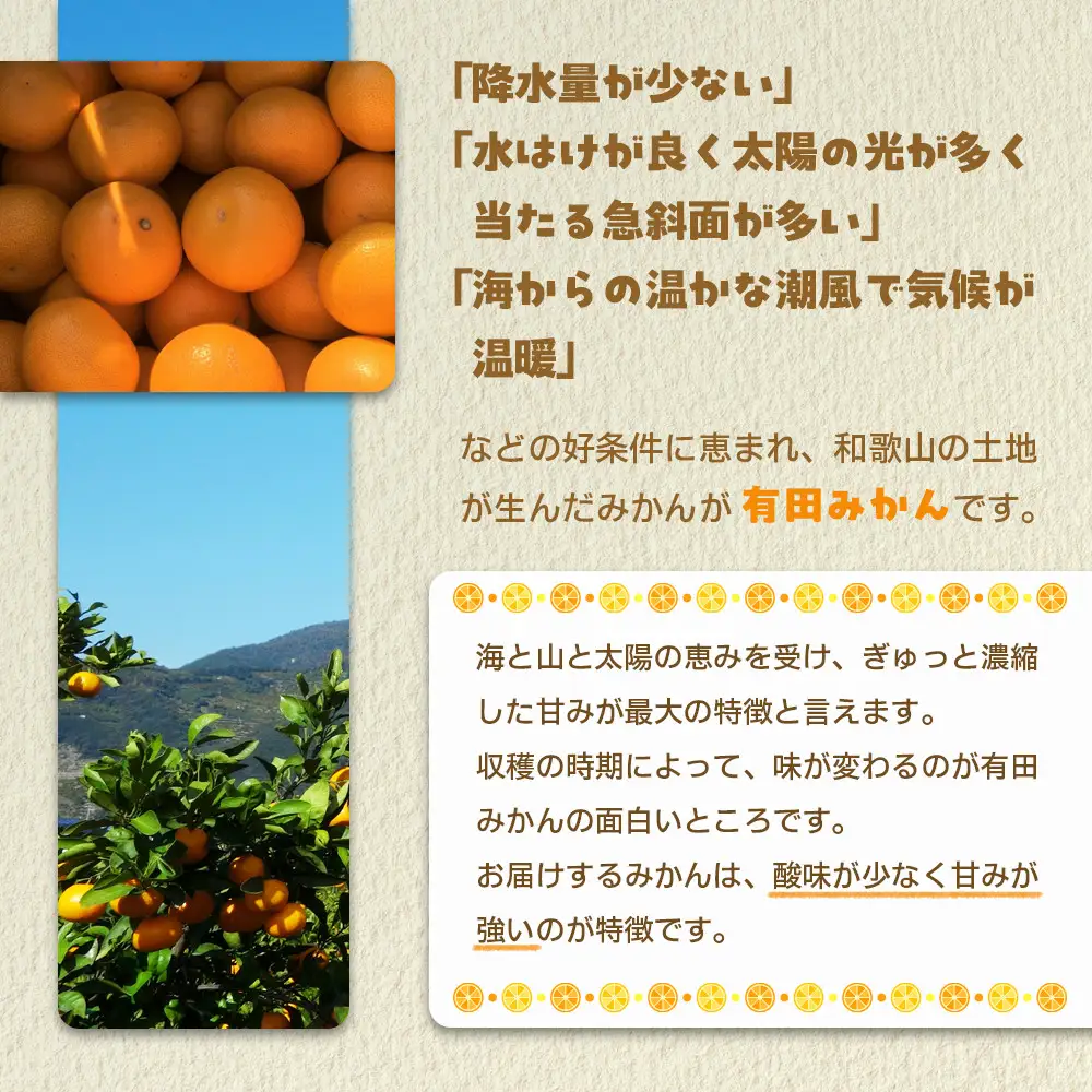 産地直送 贈答用 有田みかん Mサイズ 約10kg 喜楽farms 【2026年11月以降順次発送】