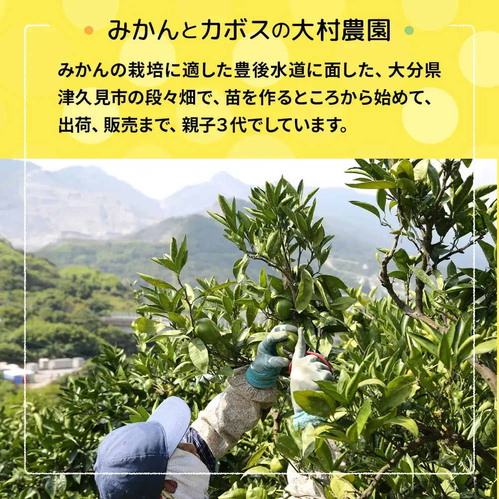 極早生 みかん 大村農園 5kg | みかん 津久見市