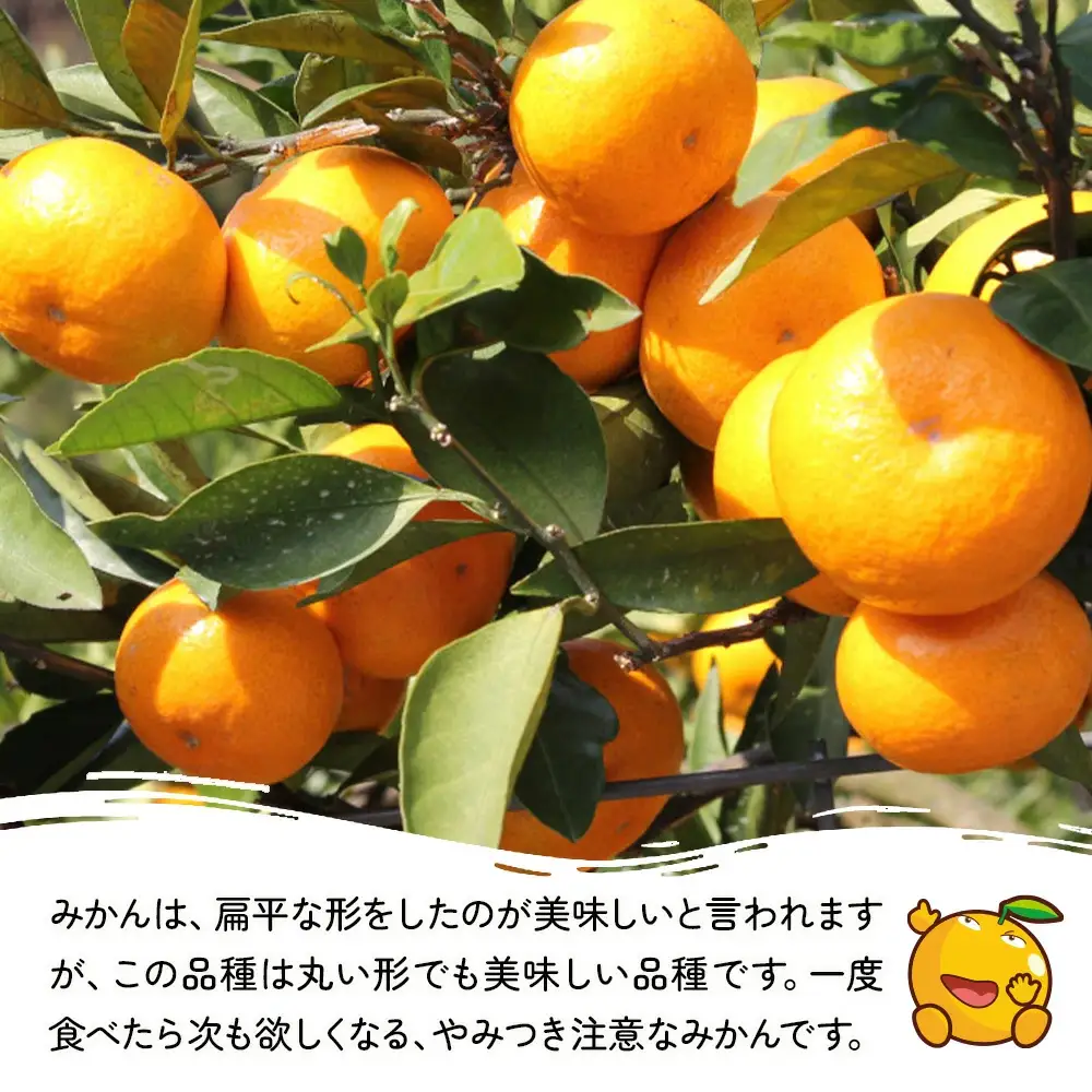 上野果樹園の石地温州 温州みかん 5kg | 津久見市