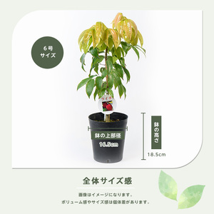 2026年1月中旬～発送【観葉植物】ライチ苗 6号ポット 3～4年生苗木 前園植物園 IB002-011 観葉植物 観葉植物 ※北海道・沖縄・離島配送不可