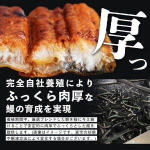 【10営業日以内に発送】【数量限定】鹿児島県産うなぎ蒲焼 名水慈鰻 超特上 2尾(1尾あたり236~270g)＜計500g以上＞ うなぎ 鰻 ウナギ 2尾 国産 蒲焼 かばやき 冷凍 真空 真空パック 無頭 うな重 ひつまぶし タレ 山椒 a5-352