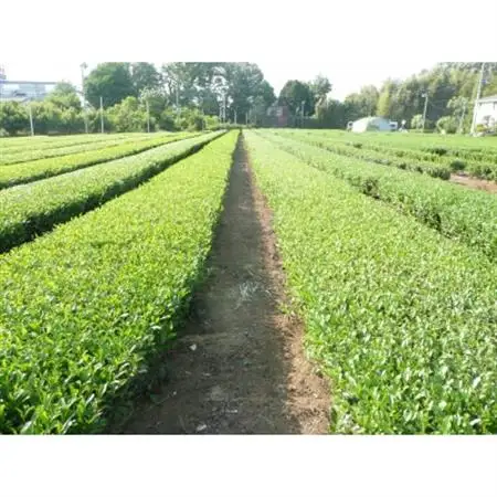 狭山茶で造った製品詰合せ(A)【1399093】