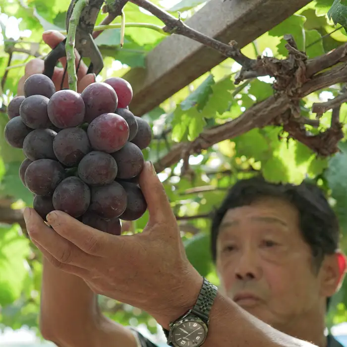 【2026年8･9月発送予定】ぶどう 種なし おまかせ 1房 (500g) ブドウ 葡萄 厳選 限定