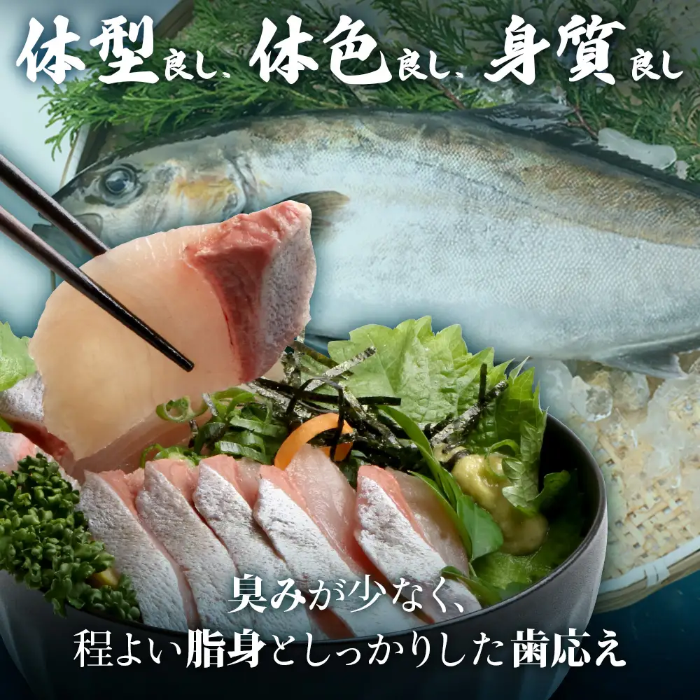 【着日指定可】2026年7月～9月配送不可 鹿児島県 ねじめ黄金カンパチ 1尾 約3.0kg台 (3.0～3.9kg) JF-501 | 魚 直送 養殖 根占 さかな かんぱち 漁師 刺身 寿司 鹿児島県 南大隅町 漁業協同組合ねじめ支所