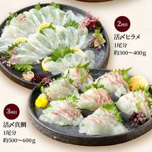 【お楽しみ定期便】延岡産活〆鮮魚の豪華 お刺身 6ヶ月定期便 鮮魚 延岡産 刺身 ヒラメ 真鯛 カンパチ 季節 魚 ブリ ハマチ 国産 昆布〆 おつまみ カルパッチョ 鮮魚 魚介類 食品 冷蔵 請関水産 グルメ お取り寄せ 宮崎県 延岡市 送料無料 N019-YF073