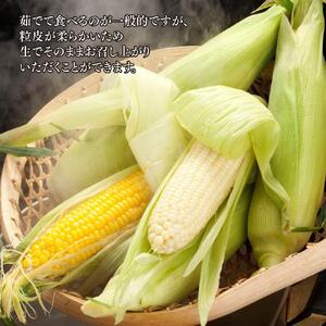 【先行予約】旭川近郊産 白と黄色のとうもろこしセット　各5本（計3.5kg）2026年8月上旬から発送開始 | とうもろこし コーン スイートコーン 北海道 限定_00094