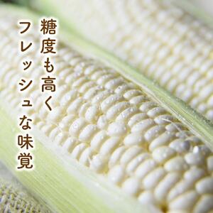 【2026年先行予約】白いとうもろこしピュアホワイト 12本 3.6kg（2026年8月下旬から発送開始予定）とうもろこし