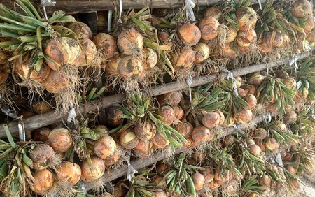 淡路島産玉ねぎ5kg　◆配送7月中旬～