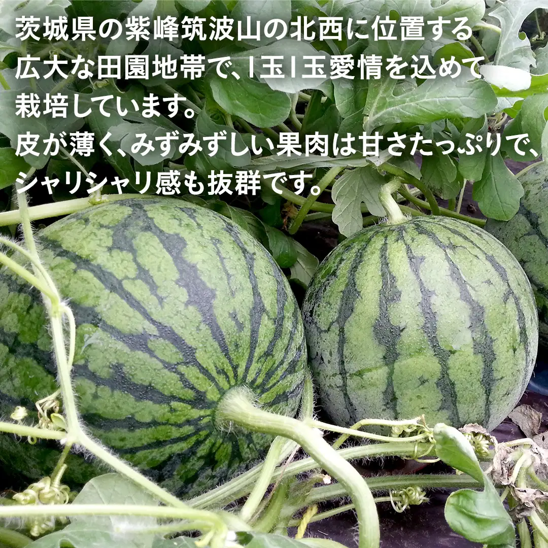 こだますいか 4～5玉 小玉すいか こだますいか 小玉 スイカ 西瓜 果物 フルーツ 茨城 農家直送 産地直送 [BQ015sa]