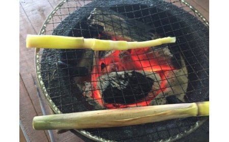 【 5月～6月 先行予約 】 種子島 産 ニガダケ (根本部分と先部分) 計2kg　NFN498【250pt】  