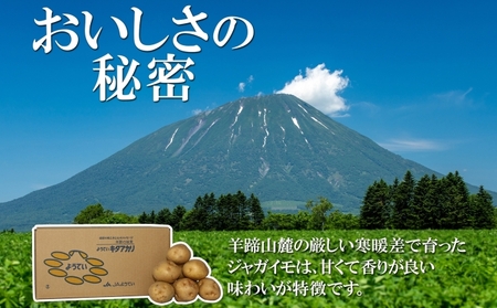 北海道産 じゃがいも キタアカリ 約10kg Lサイズ ジャガイモ 北あかり 馬鈴薯 ポテト クリじゃがいも 常備野菜 根菜 産直 国産 JAようてい 送料無料 北海道北海道のジャガイモ 食品 