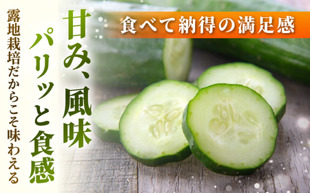 【先行予約】【訳あり】期間限定 太陽の光サンサンと浴びた「SunSun きゅうり」 2kg以上【2026年7月上旬以降順次発送】【胡瓜 野菜 漬物】 [e35-a056]