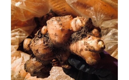 鰹乃國の生姜 ( 土佐一 ) 500g ( 自然栽培 農薬 化学肥料不使用 高知県 )