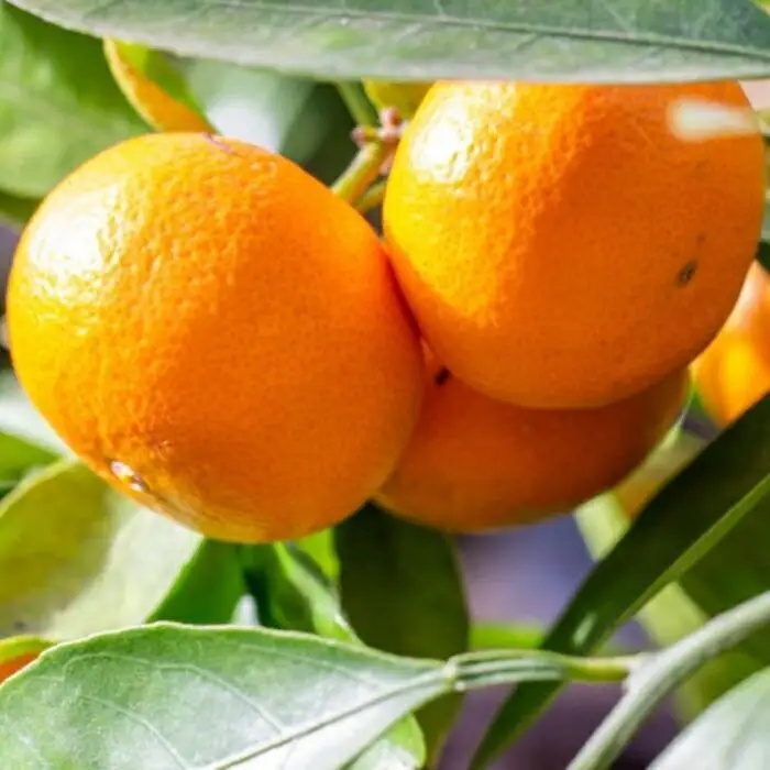 ［濃厚・まろやか］有田産樹上越冬完熟みかん5kg（L～2Lサイズ混合・秀品）★2027年1月下旬頃より順次発送