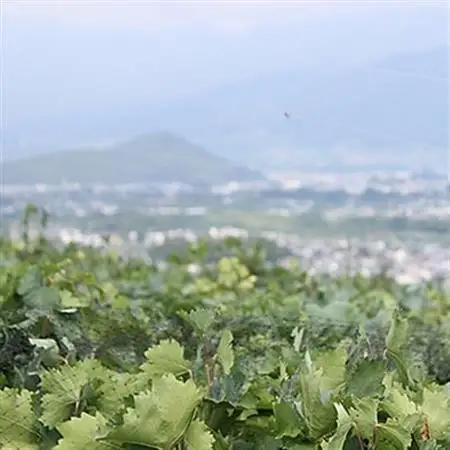 【2026年発送】山梨産ブラックビート 2房(約1kg) 化粧箱入り レアな希少品種【配送不可地域：離島・沖縄県】【1041054】