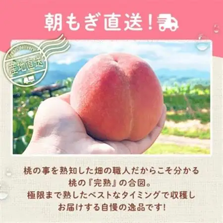 《2026年発送》朝もぎ直送!『黄桃系』5～8玉  選び抜かれた桃【配送不可地域：離島】【1402520】