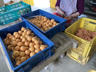 びわ 唐川びわ 約1.4kg (350g×4パック) L～3Lサイズ 農園直送 愛媛 伊予市｜B126