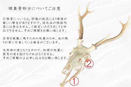 鹿スカル/スカルトロフィー 鹿 鹿角 ツノ 骨 インテリア 趣味 狩猟 ハンティング オブジェ 置物