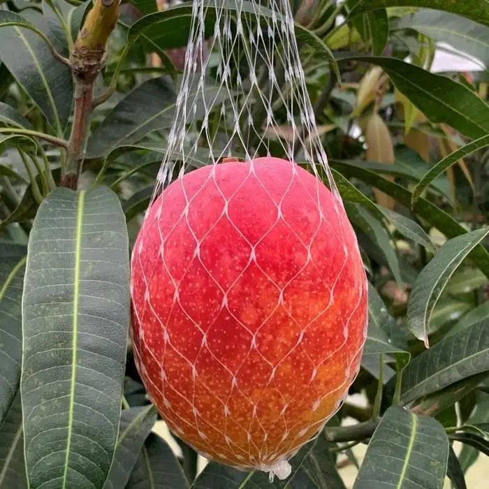 【2026年 先行予約】奄美完熟マンゴー 訳あり 家庭用 約1kg(2～3玉入り)  | マンゴー