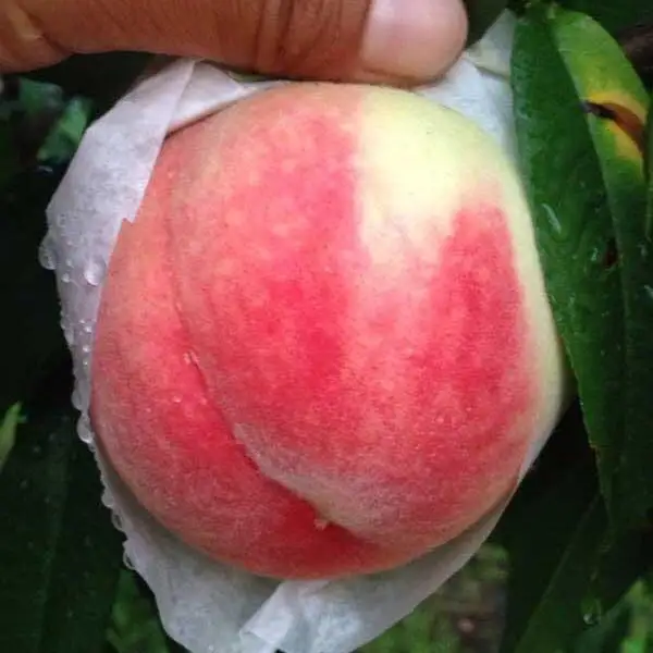 ［先行予約］訳あり桃 約4kg 12～18玉入り 和歌山県産日川、白鳳、清水白鳳、川中島等
