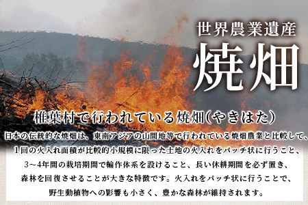 焼畑農家がつくった よもぎもち 10個【日本三大秘境の地「椎葉村」からお届け】ヨモギ 蓬 餅 YS-44