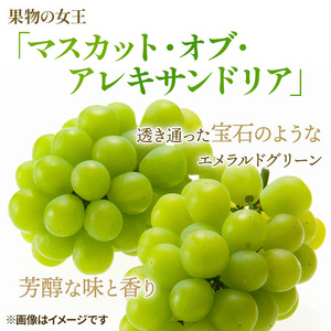 ぶどう 2026年 先行予約 マスカット ・オブ・アレキサンドリア 約600g×1房 ブドウ 葡萄  岡山県産 国産 フルーツ 果物 ギフト 岡山のブドウ デザート 食べ物 日本産 
