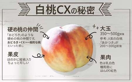 《先行予約 2026年9月下旬発送》山形県産 白桃CX 秀品 2.5kg もも モモ 桃 デザート フルーツ 果物 くだもの 果実 食品 山形県 FSY-0582