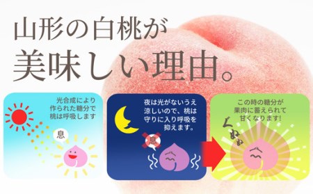 《先行予約 令和8年発送》山形県産 おどろき白桃 秀品 3kg もも モモ 桃 デザート フルーツ 果物 くだもの 果実 食品 山形県 FSY-0583