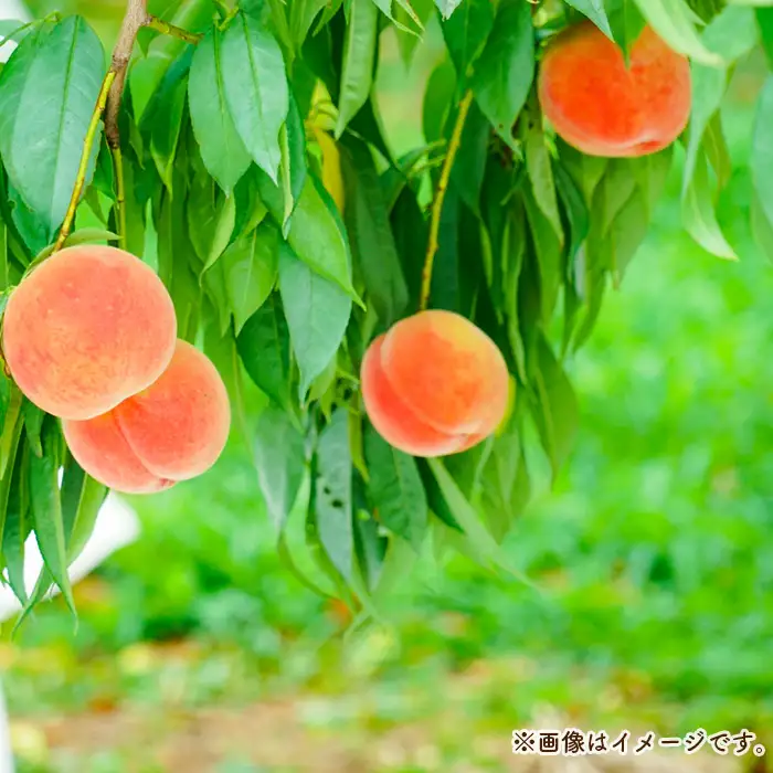 もも【あかつき・2026年産】特秀3kg（9～11玉）桑折町振興公社 ／ もも モモ 果物 フルーツ 旬 甘い 甘み ジューシー 果肉 果汁 新鮮 フレッシュ デザート おいしい 産地直送 桑折 こおり こおりまち 福島県 特産品 No.181