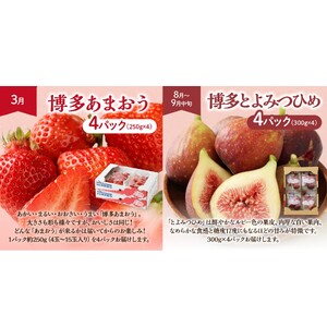 【定期便/年４回】フルーツ 旬の福岡フルーツ定期便_HB0087