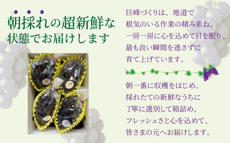 【先行予約】 7月のぶどう屋さん 種なし巨峰 4房入り 1.5kg 松川果樹園 種無し巨峰 種なし たねなし きょほう ぶどう 葡萄 熊本県 宇城市産 冷蔵 送料無料【2026年7月上旬～8月上旬頃順次発送予定】