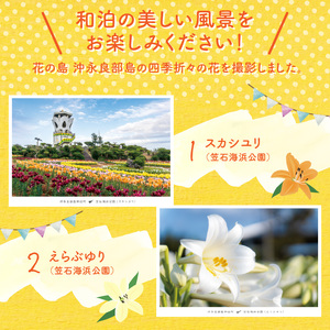 花と癒しの島！沖永良部島オリジナルポストカード（花編） W060-002u 雑貨 日用品