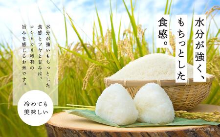 米 令和7年産 コシヒカリ 10kg 特別栽培米 JAふくしま未来【こらんしょ市】