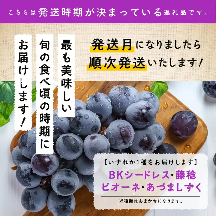 《2026年9月初旬以降順次発送》羽山のぶどう 品種おまかせ 2房（1.4kg）【羽山果樹組合】